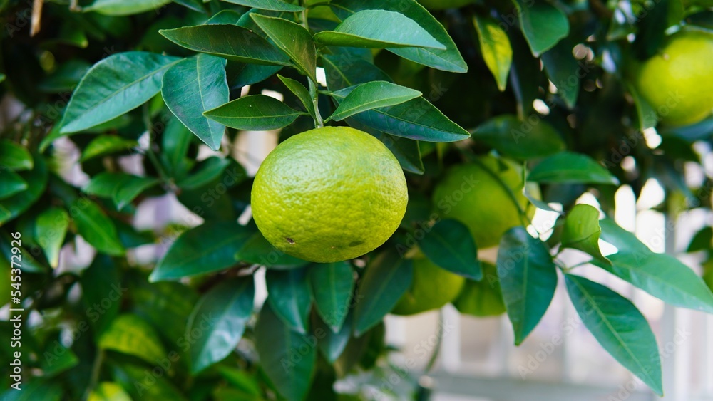 秋になり色づき始めた夏みかん 秋になり色づき始めた夏みかん