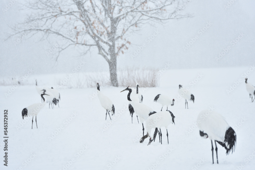 Obraz premium Bird watching, red-crowned crane, in winter