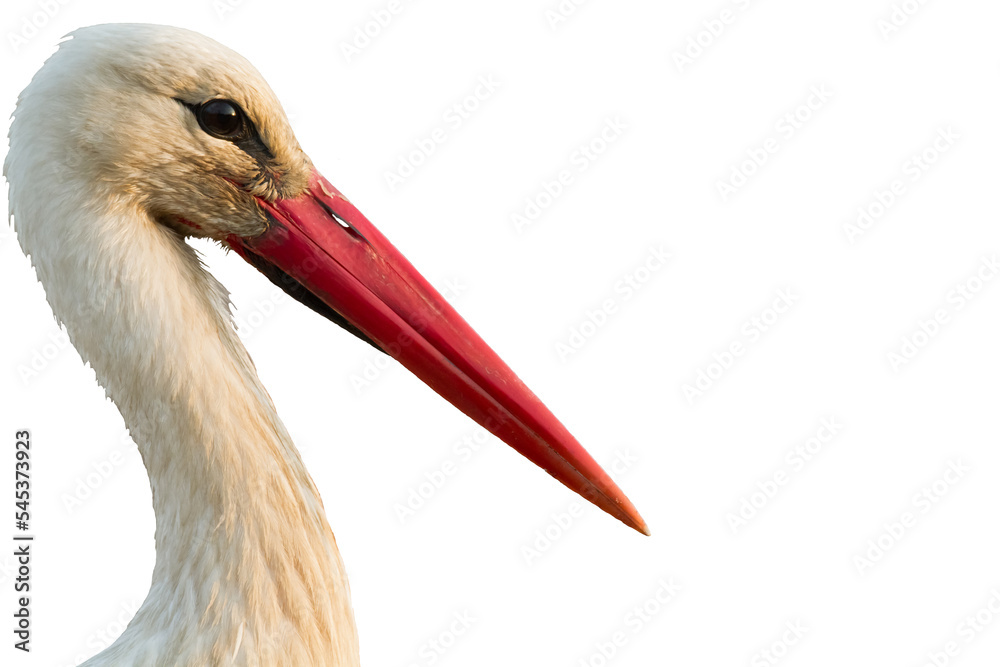 Fototapeta premium white stork Ciconia ciconia close-up bird head, long red beak, Poland Europe, bird's head isolated on white background