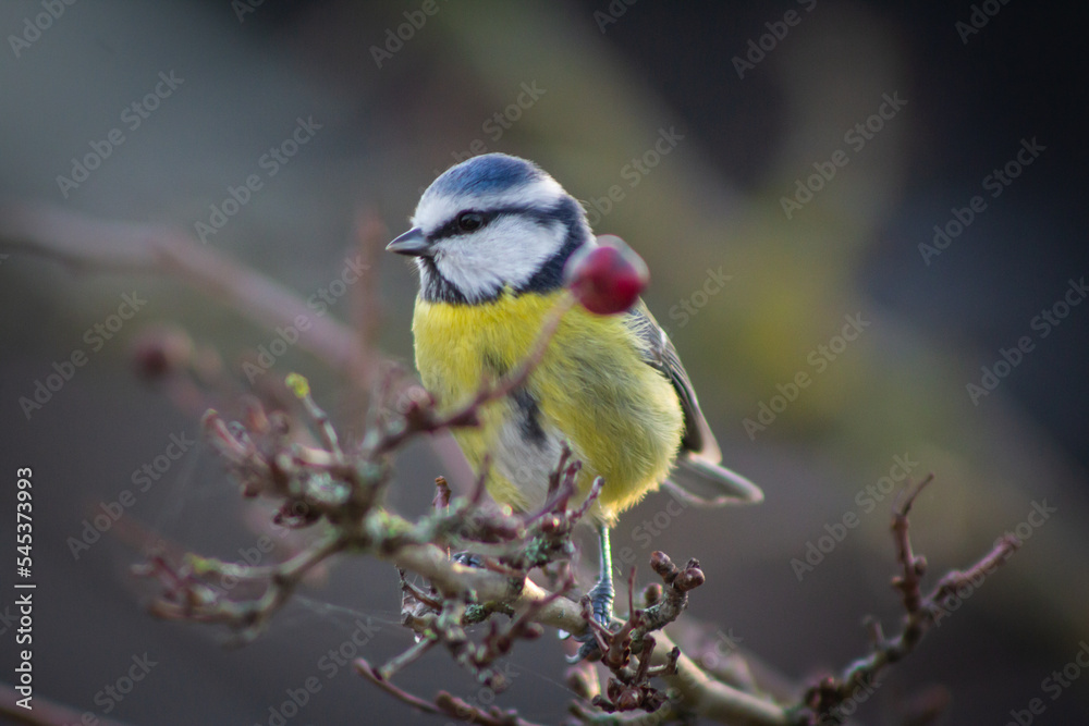 Fototapeta premium Blue tit