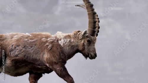 eine kamerafahrt von einem steinbock in den bergen in österreich, mehrere einstellungen vom kopf und vom ganzen tier, 50 fps, Capra ibex photo