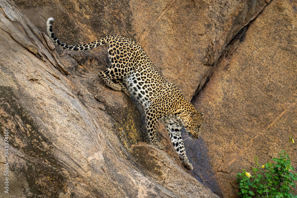 Naklejka premium Leopard climbs down steep rock raising paw