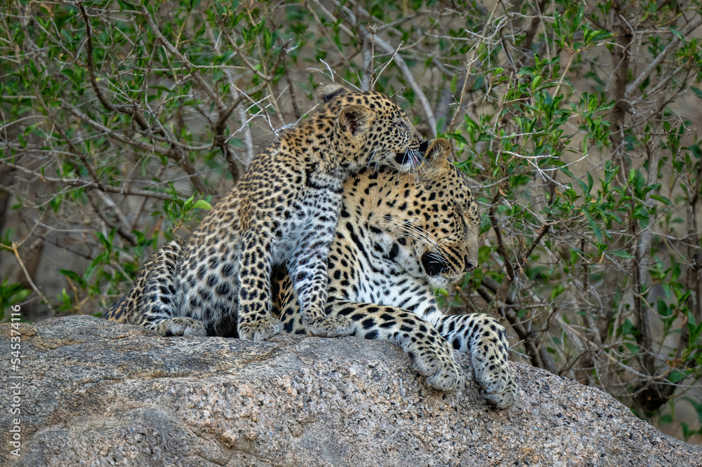 Leopard cub sits grooming mother on rock