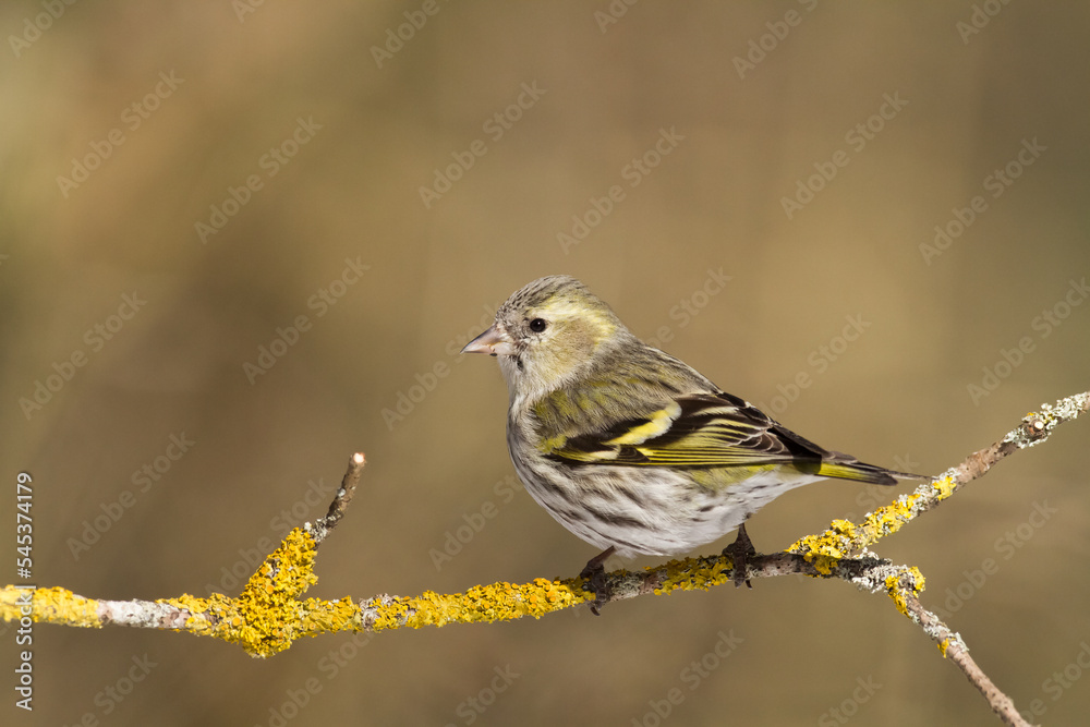 Bird Siskin Carduelis spinus male, small yellow bird, winter time in Poland Europe Bird Siskin Carduelis spinus male, small yellow bird, winter time in Poland Europe