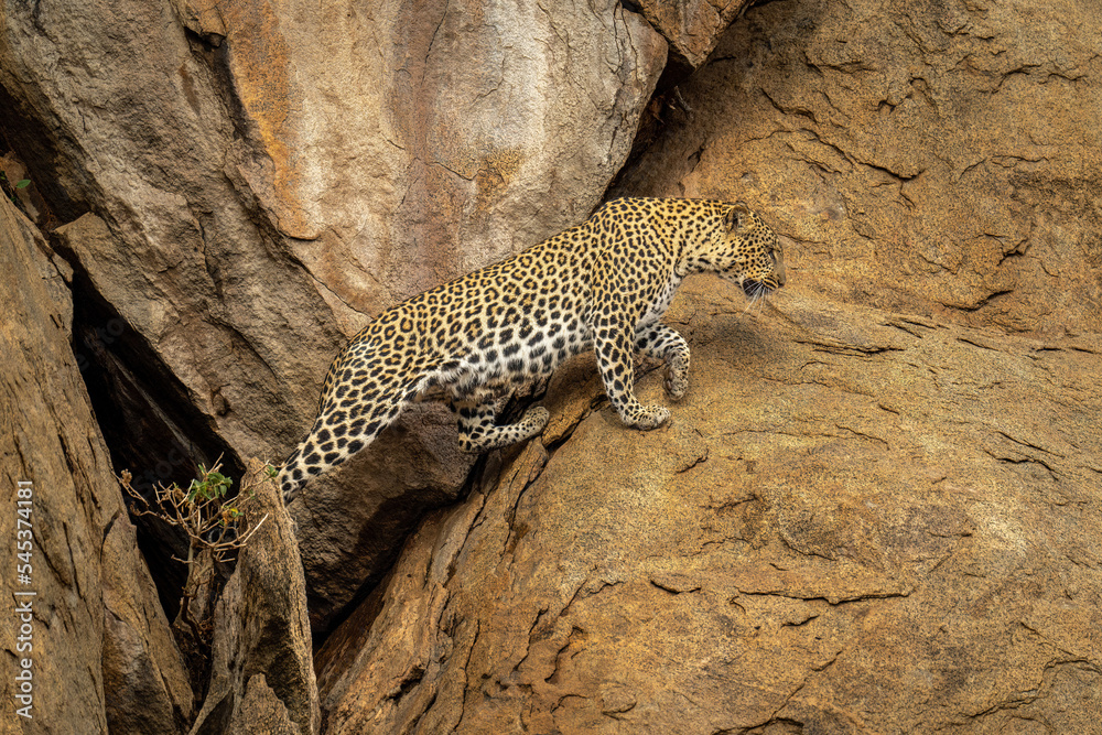 Leopard leaves cave and climbs rocky outcrop Leopard leaves cave and climbs rocky outcrop