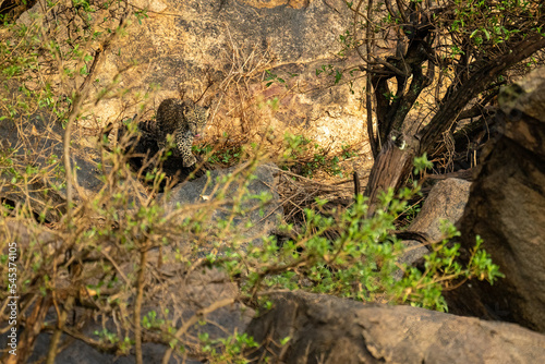 Leopard cub climbs across rocks through bushes © Nick Dale