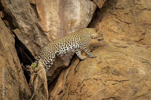 Leopard climbs out of cave in rockface