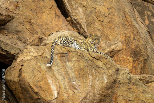 Leopard cub sits on rock looking below