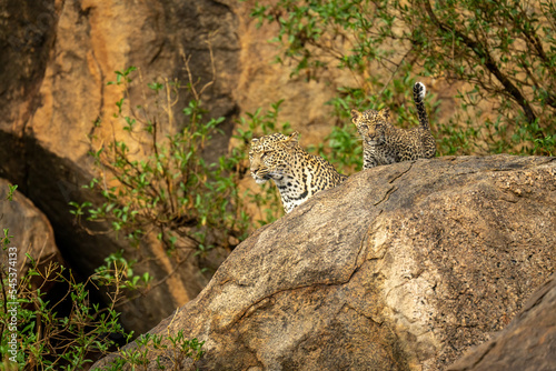 Leopard and cub staring out from rock