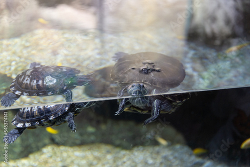 turtles swim in the aquarium