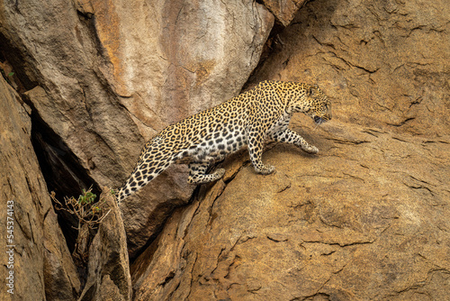 Leopard crosses gap in rocks lifting paw