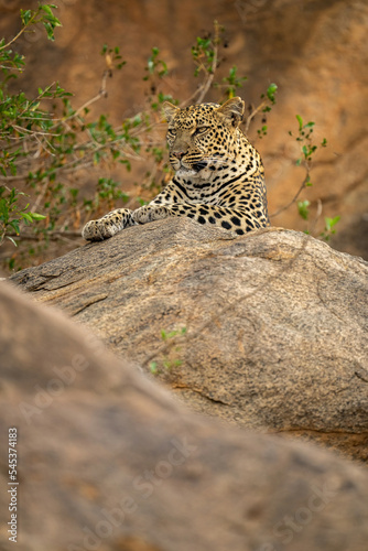 Leopard lies atop rock with bushes nearby