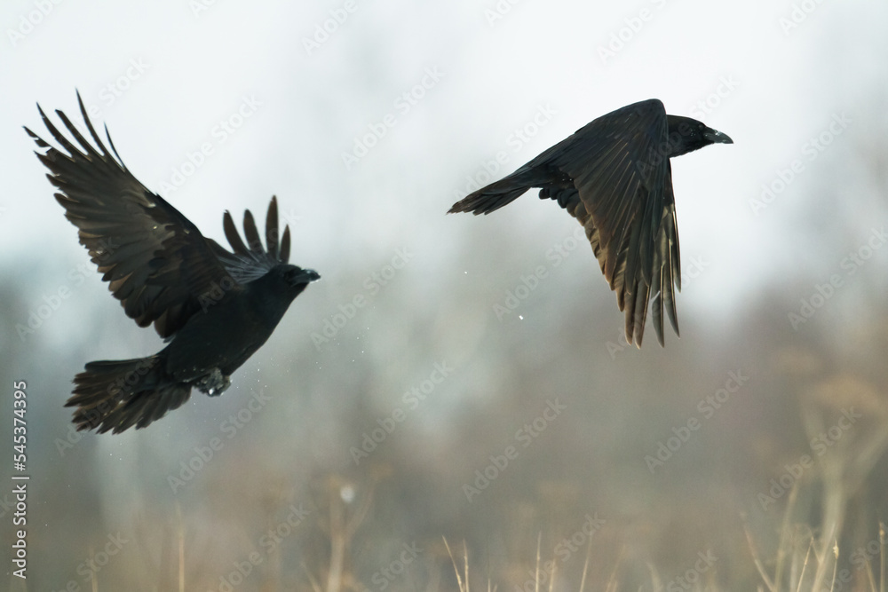flying Bird beautiful raven Corvus corax North Poland Europe flying Bird beautiful raven Corvus corax North Poland Europe