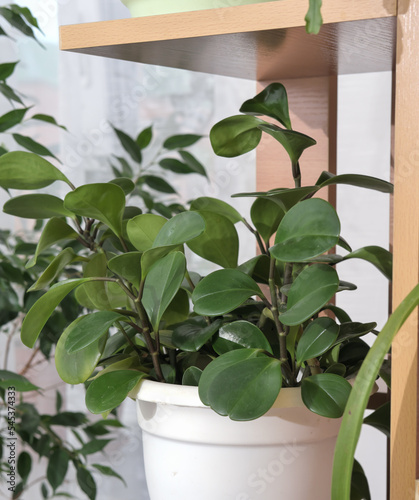 Peperomia obtusifolia or baby rubber plant in a flowerpot on a shelf. green plants for home decor.