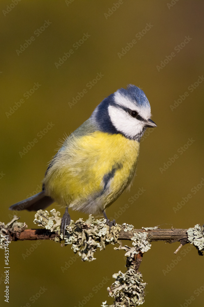 Bird - Blue Tit Cyanistes caeruleus perched on tree Bird - Blue Tit Cyanistes caeruleus perched on tree