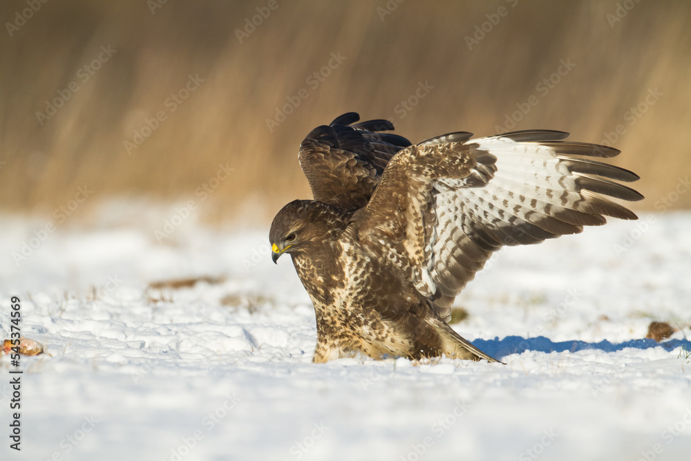 landing Common buzzard Buteo buteo in the fields in winter snow, buzzards in natural habitat, hawk bird on the ground, predatory bird close up winter bird landing Common buzzard Buteo buteo in the fields in winter snow, buzzards in natural habitat, hawk bird on the ground, predatory bird close up winter bird