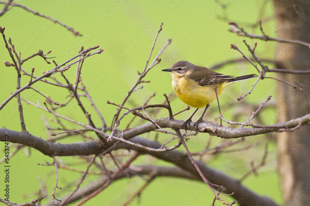 Small bird Yellow Wagtail sitting on tree male Motacilla flava Small bird Yellow Wagtail sitting on tree male Motacilla flava