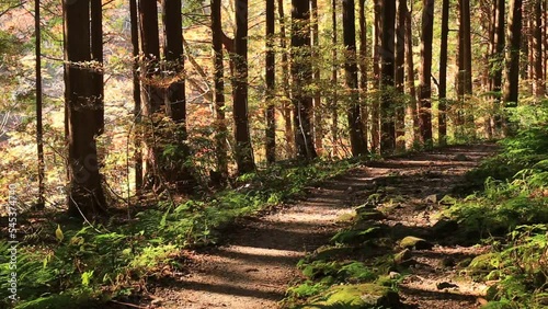 Wallpaper Mural 紅葉の森が美しい鳥取県伯耆大山の大山滝 Torontodigital.ca