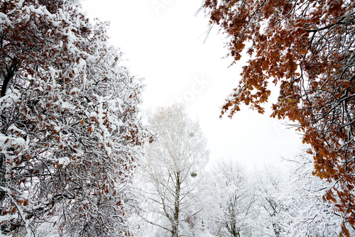 Landscape winter attack in city park, fresh snow on the trees with colourful leafs, Beautiful winter scenery 