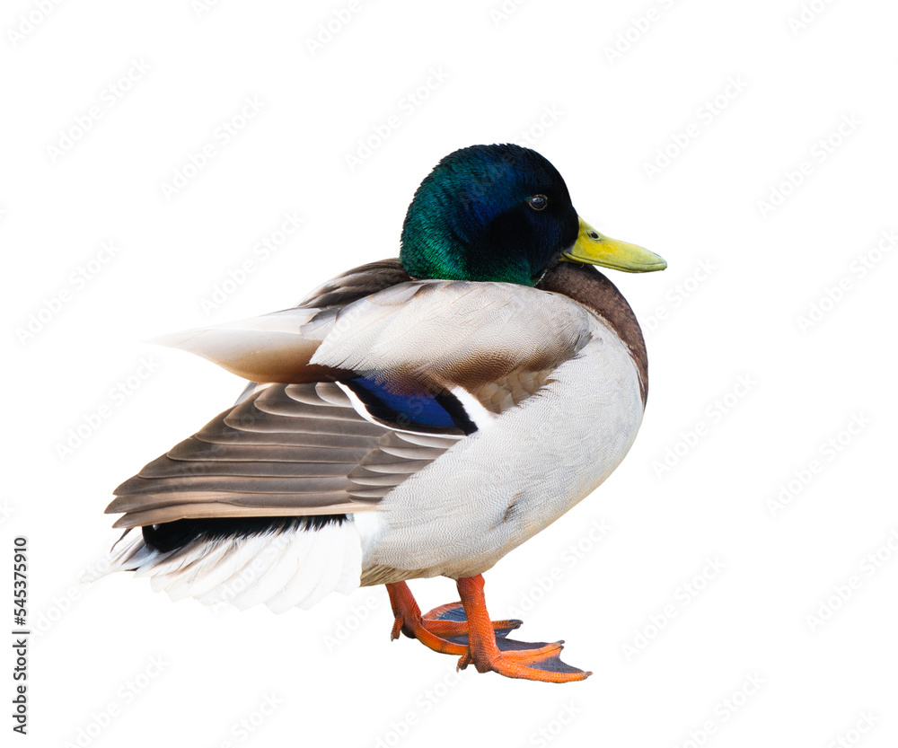 Birds. A mallard or wild duck (Anas platyrhynchos). A drake (male), isolated on white background Birds. A mallard or wild duck (Anas platyrhynchos). A drake (male), isolated on white background