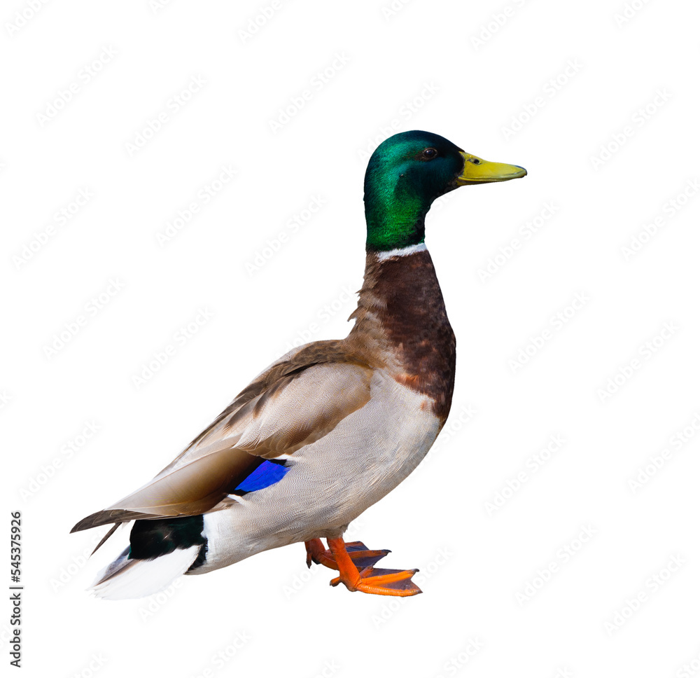 Birds. The mallard or wild duck (Anas platyrhynchos). A drake (male), isolated on white background Birds. The mallard or wild duck (Anas platyrhynchos). A drake (male), isolated on white background