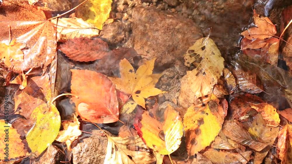 秋の沢の流れの中でキラキラと光る紅葉 秋の沢の流れの中でキラキラと光る紅葉