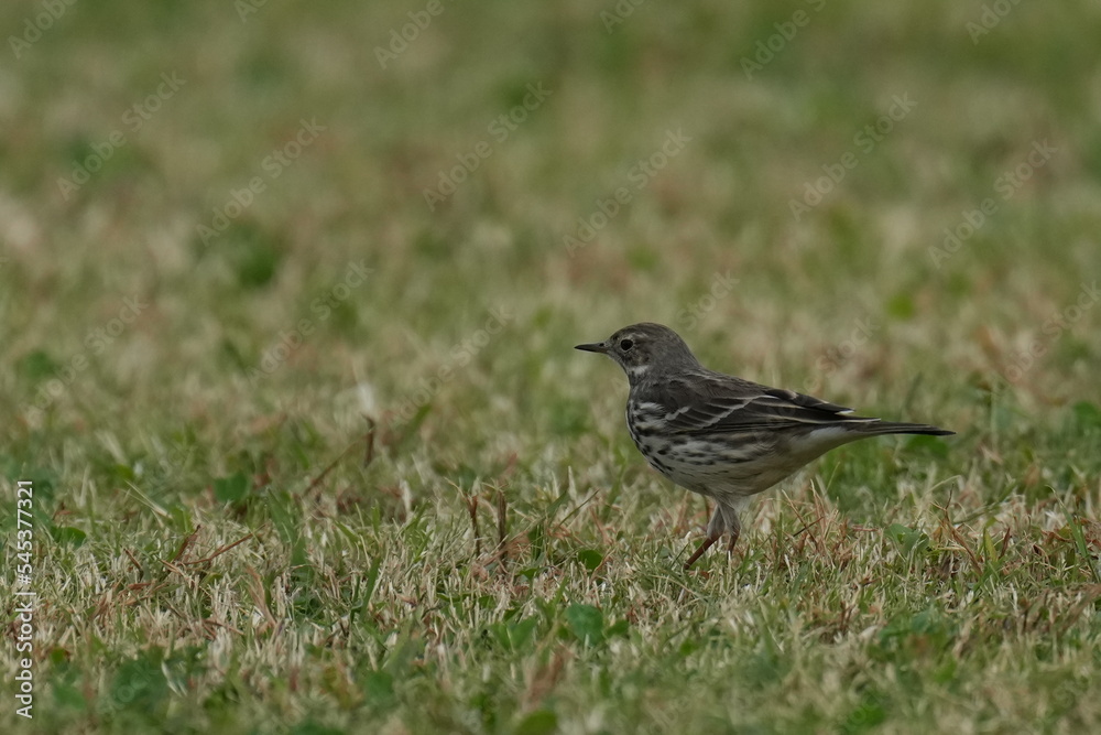 buff bellied pipit in a field buff bellied pipit in a field