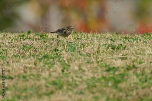 buff bellied pipit in a field