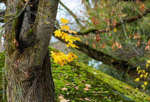 Last autumn leaves on maple tree