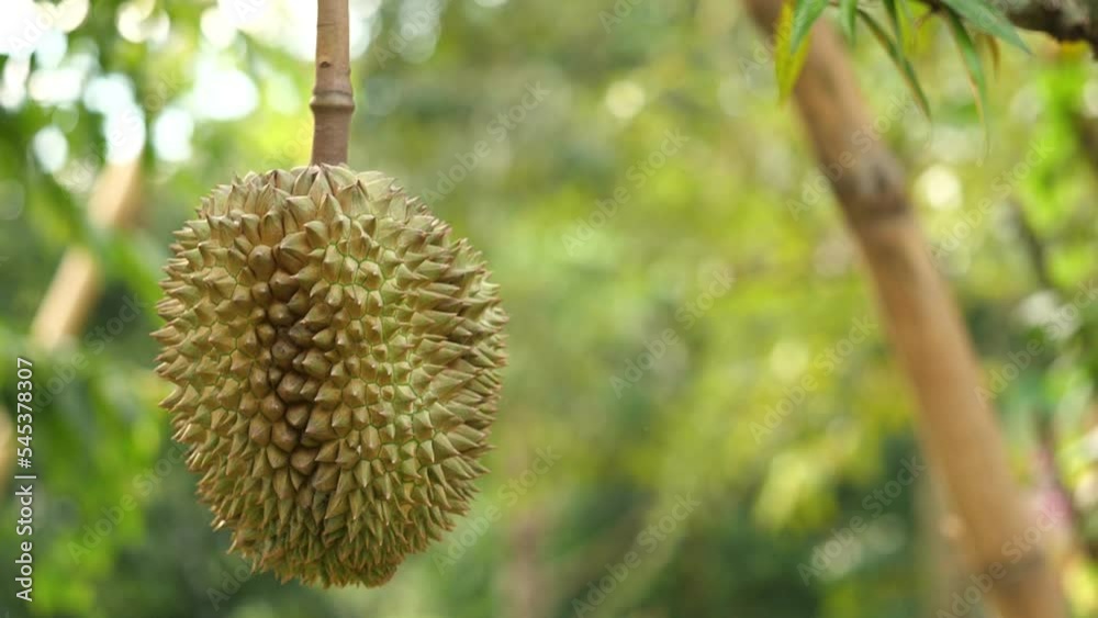 Durian gardeners durian To check the quality of it. Durian gardeners durian To check the quality of it.