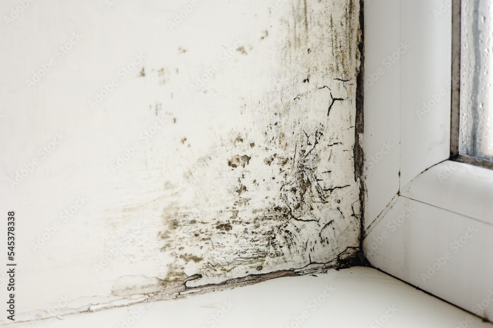 Foto de Mold growth. Mould spores thrive on moisture. Mold spores can