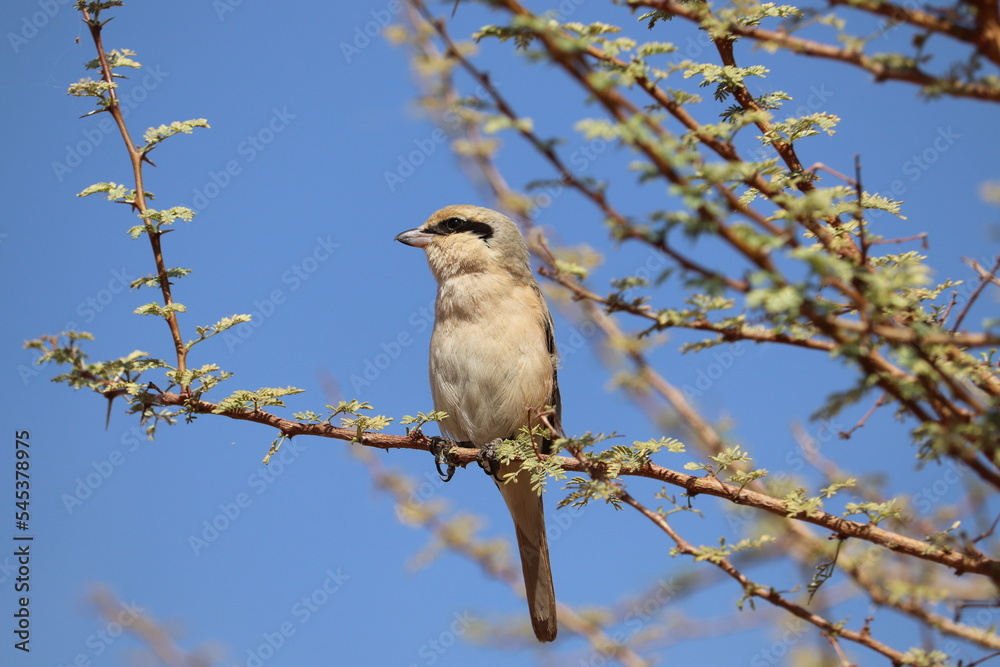 Isabelline shrike bird (Lanius isabellinus) on acacia tree in Aswan Isabelline shrike bird (Lanius isabellinus) on acacia tree in Aswan