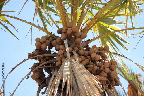 The fruits of Doum palm tree (Hyphaene thebaica) in Aswan  photo