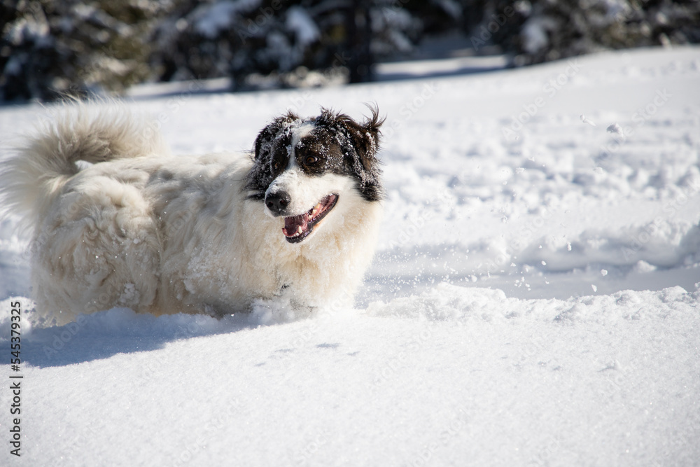 happy white dog in big snow in winter happy white dog in big snow in winter