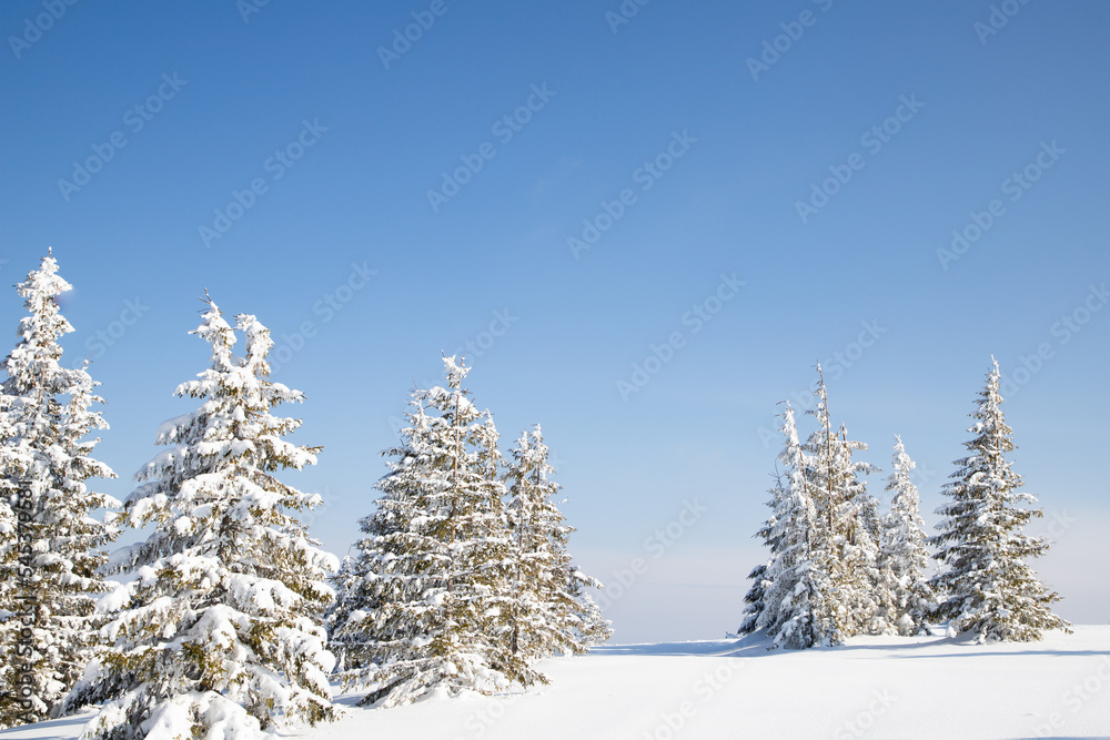 beautiful winter landscape with snowy fir trees beautiful winter landscape with snowy fir trees