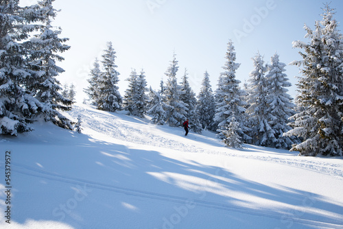 beautiful winter landscape with snowy fir trees