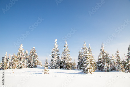 beautiful winter landscape with snowy fir trees