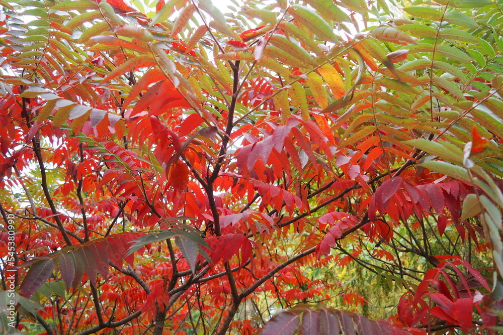 Sumac Rhus is a genus of plants that unites about 250 species of shrubs and small trees of the Anacardiaceae family Anacardiaceae. Autumn coloration of Rhus typhina Staghorn sumac, Anacardiaceae.