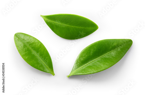 Blueberry leaf isolated. Blueberries top view. Blueberry leaves flat lay on white background with clipping path.