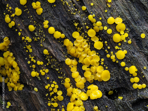 Zitronengelbes Reisigbecherchen (BISPORELLA CITRINA) , photo