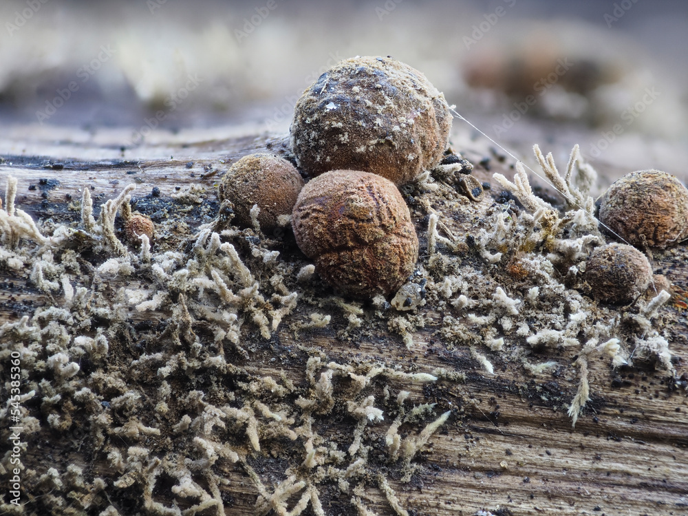 Obraz premium Pilzspinne (Isaria umbrina)