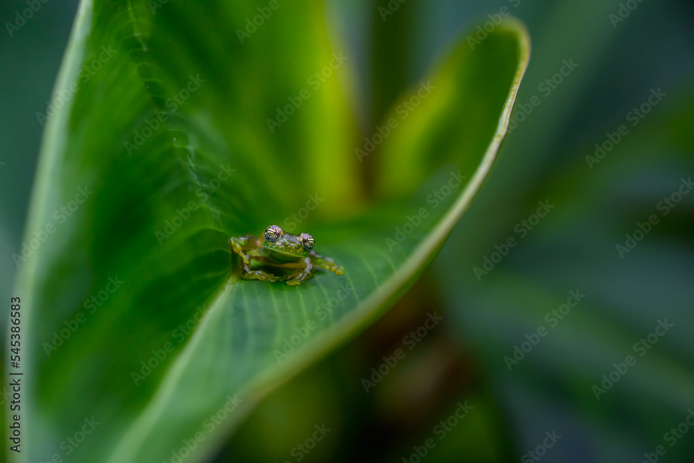 Teratohyla spinosa glass frog (spiny cochran frog) of the family of centrolenidae on a green leaf in the jungle of Costa Rica. Found in the jungle of Tortuguero national park. Teratohyla spinosa glass frog (spiny cochran frog) of the family of centrolenidae on a green leaf in the jungle of Costa Rica. Found in the jungle of Tortuguero national park.