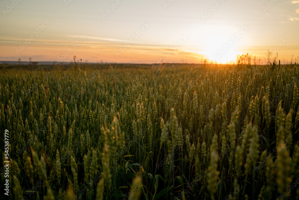 Green ears of wheat at sunset. Unripe crop. Agriculture. Cultivation of wheat