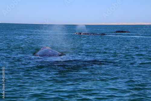 Gray whale at whale watching in Laguna Ojo de Liebre, Baja California Sur, Mexico