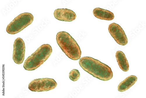 Bacteria Aggregatibacter, illustration