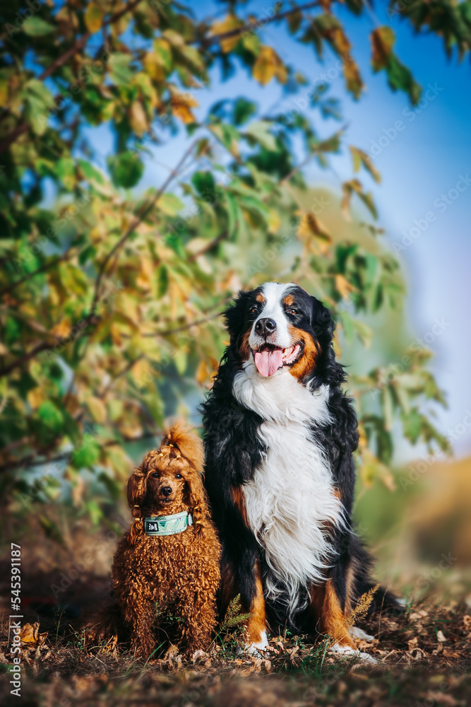 Beautiful red poodle and bernese mountain dog in colorful autumn. Dog in action. Toy poodle and bernese best friends	