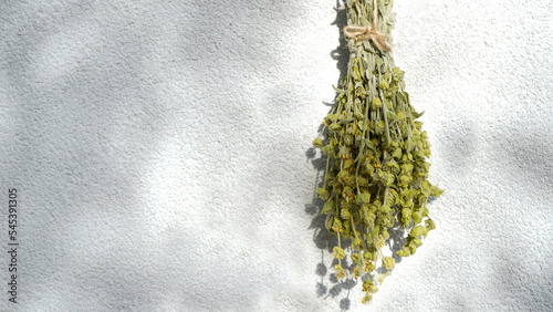  Hanging bunch of medicinal herb Sideritis Scardica or Mountain tea dried on white wall. Ironwort - endemic plant of Balkan Peninsula. Traditional alternative herbal medicine    photo
