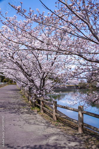 池のほとりの桜並木