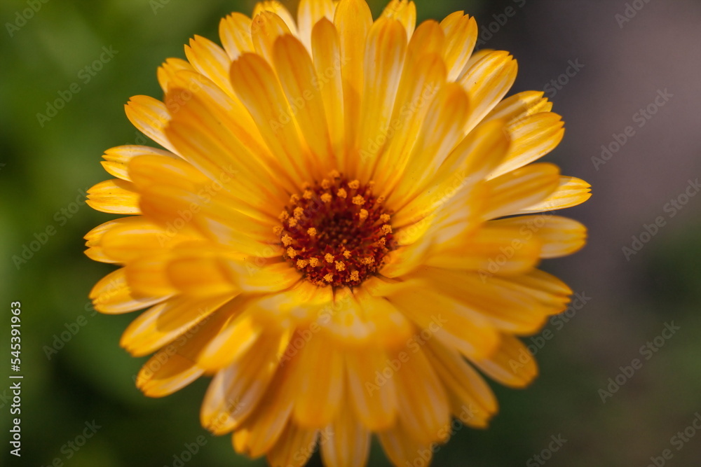 Calendula flower close-up on a green background in summer Calendula flower close-up on a green background in summer