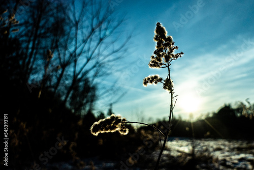 Dry plant in winter © PQ